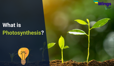 What is Photosynthesis