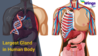 largest-gland-in-human-body