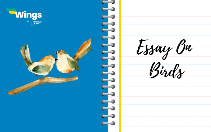 Essay on birds