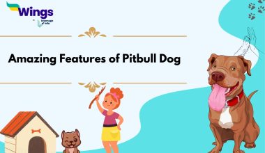 Amazing Features of Pitbull Dog