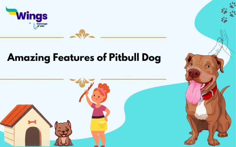 Amazing Features of Pitbull Dog