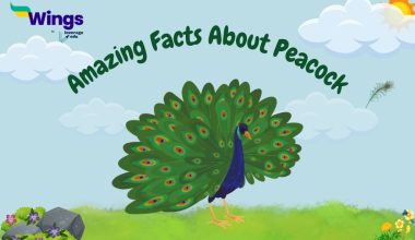 Amazing Facts About Peacock