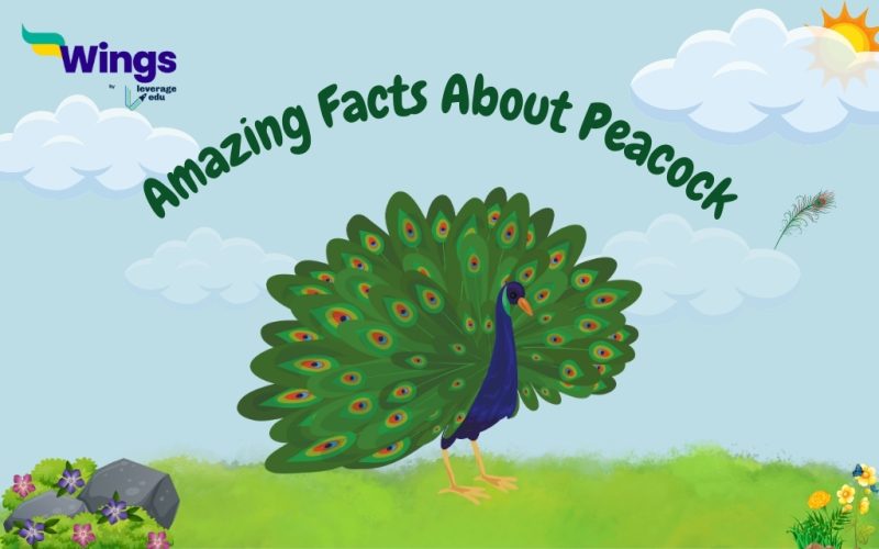 Amazing Facts About Peacock