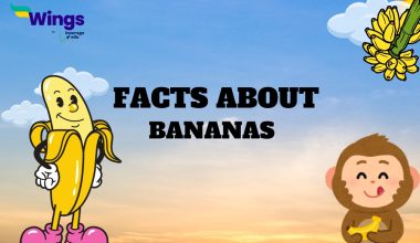 facts about BANANAS