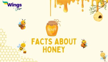 factS about honey