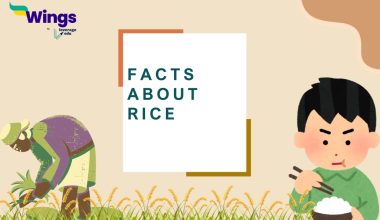 Facts About rice