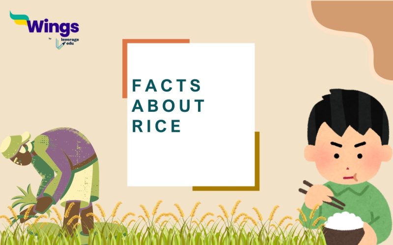 Facts About rice