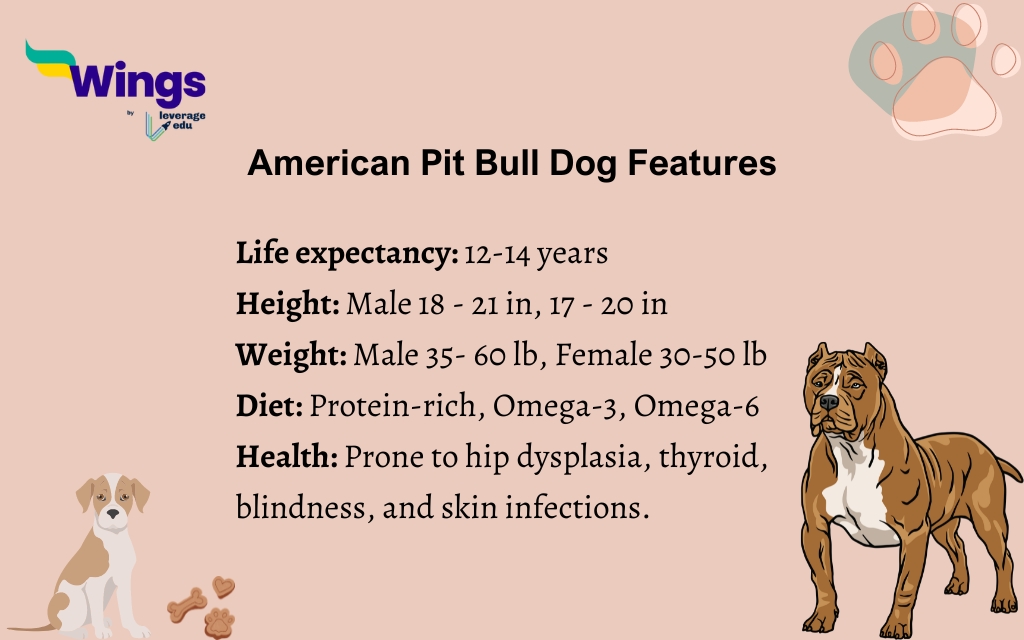 features of pitbull dog