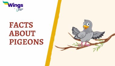 FACTS ABOUT pigeons