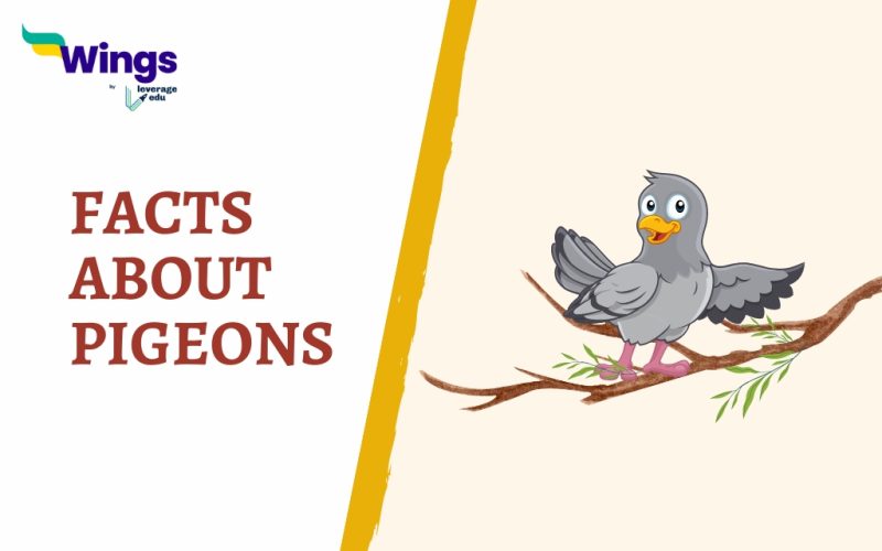 FACTS ABOUT pigeons