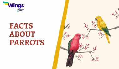 FACTS ABOUT Parrots