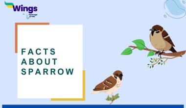 FACTS ABOUT Sparrow