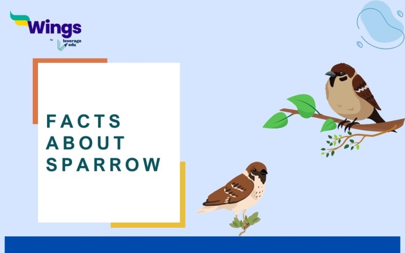 FACTS ABOUT Sparrow