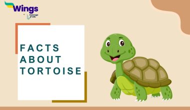 Facts About Tortoise