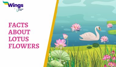 INTERESTING FACTS ABOUT LOTUS FLOWER