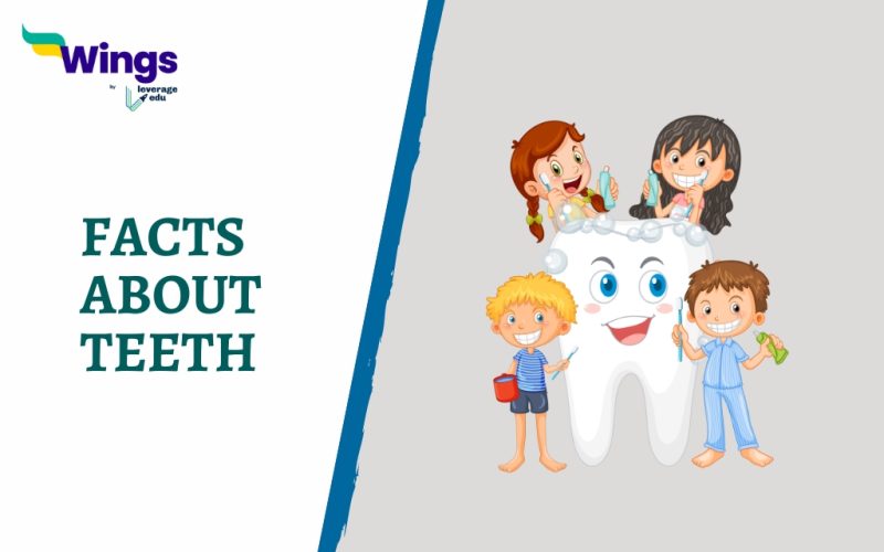 Facts About Teeth