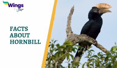 Facts About Hornbill