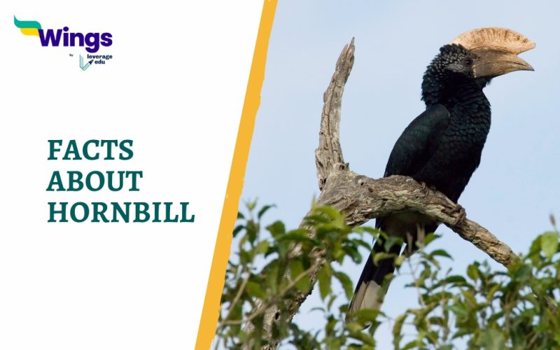 Facts About Hornbill
