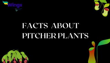 facts about pitcher plant