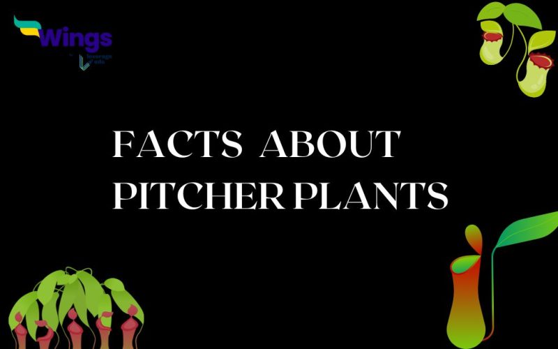 facts about pitcher plant
