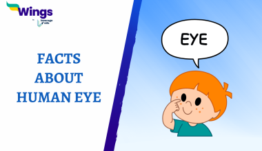 interesting facts about the human eye.