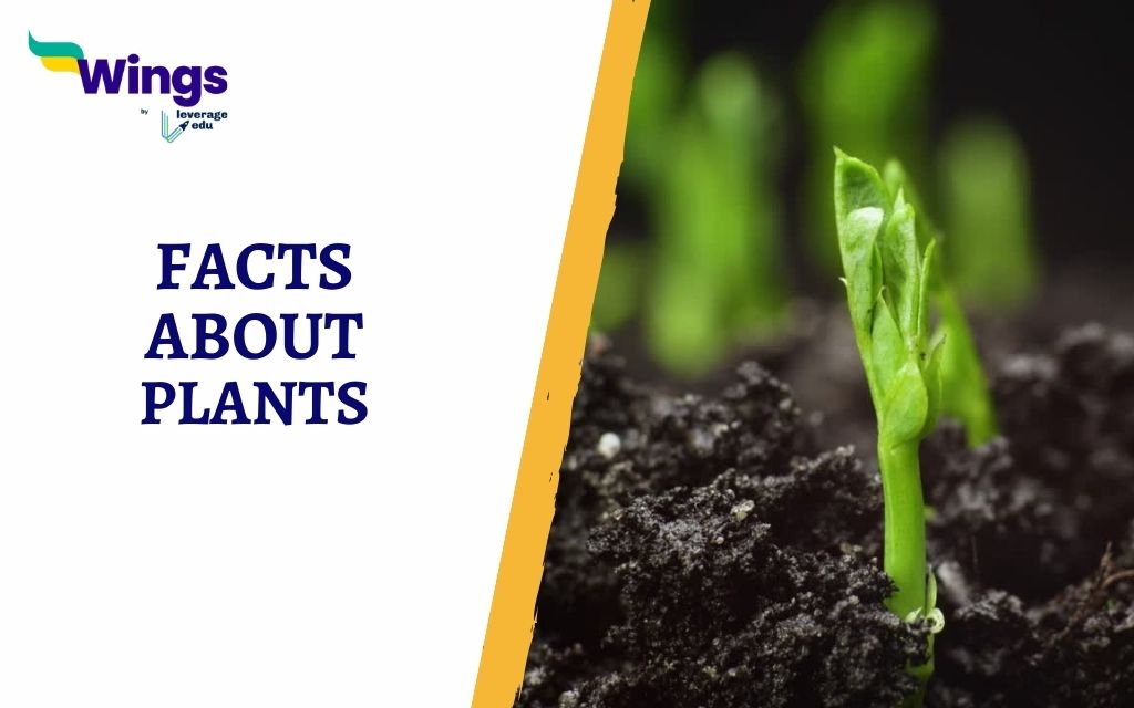 Facts About Plants