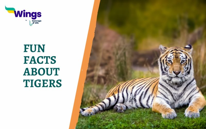 Fun Facts About Tigers