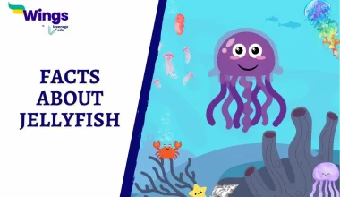 Interesting Facts About Jellyfish
