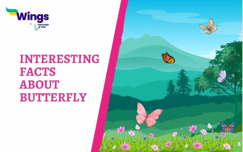 Interesting Facts About Butterfly