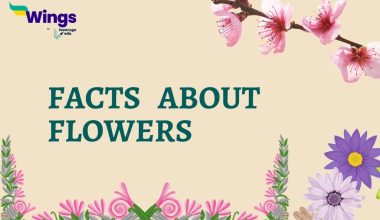 Facts About Flowers