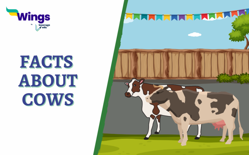 Fact About Cows