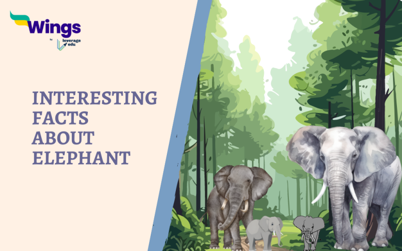 Interesting Facts About Elephant