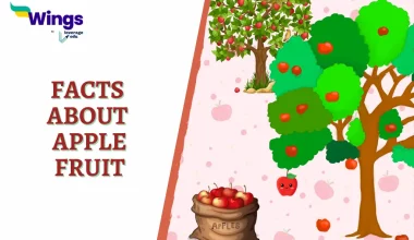 Facts about Apple Fruit