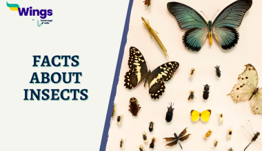 facts about insects