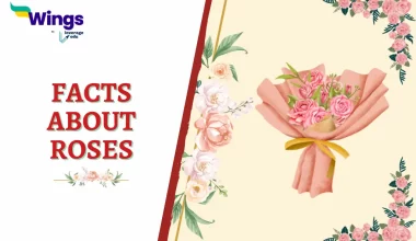 Facts about Roses