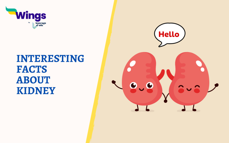Interesting Facts About Kidney