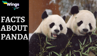 Fun Facts About Giant Panda