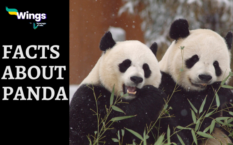 Fun Facts About Giant Panda