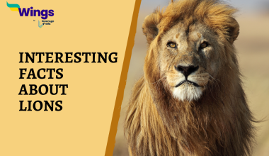 Interesting Facts About Lions