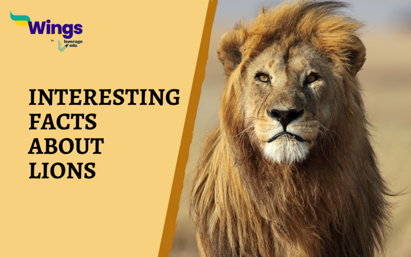 Interesting Facts About Lions