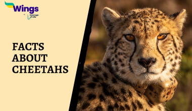 Interesting Facts About Cheetahs