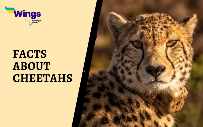 Interesting Facts About Cheetahs