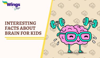 Facts-about-brain-for-kids