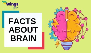 interesting-Facts-About-brain