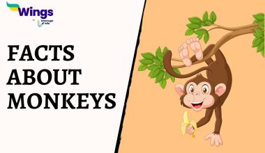 Facts-About-monkeys