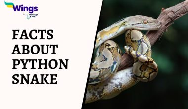 Facts-About-Python-Snake