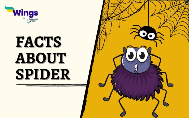 facts-about-spider