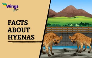 25+ Interesting Facts About Hyenas: Scavengers of the Wild | Leverage Edu