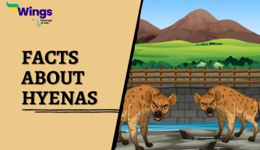 Facts-About-Hyenas