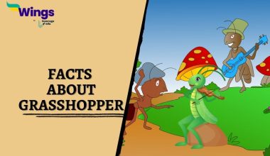 Facts-About-Grasshopper